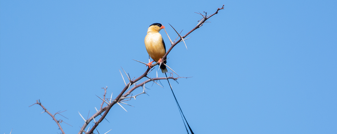 11 Days Birds of Prey 