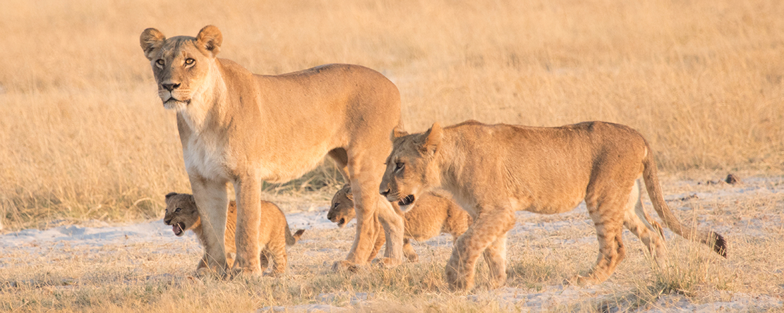 Wildlife along the Khwai River